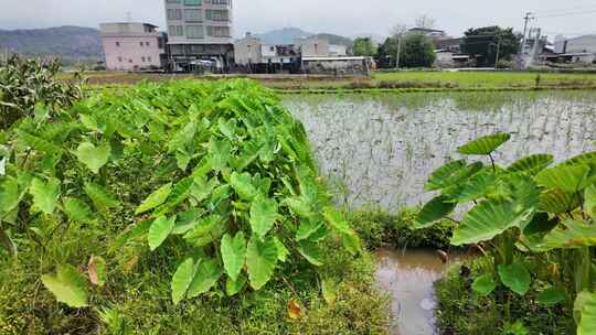 香芋园 香芋种植 芋头田