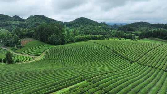 航拍贵州山区绿色有机茶园