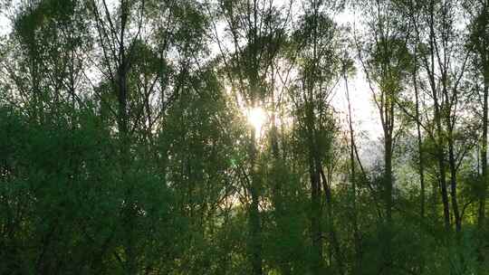 阳光树林风景