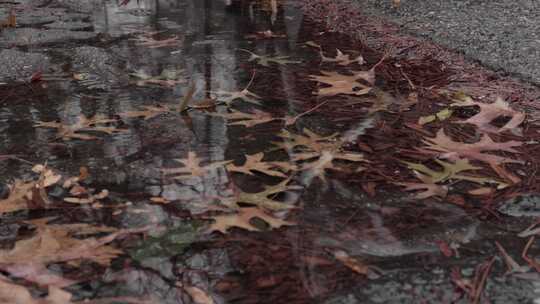 秋雨落叶