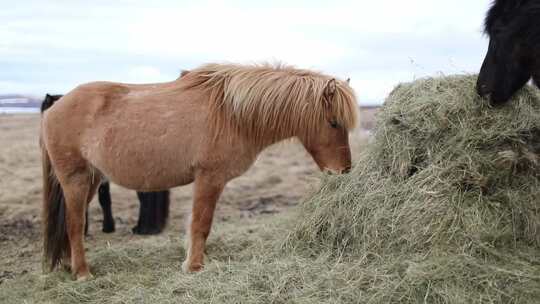 冰岛马 吃草 矮脚马