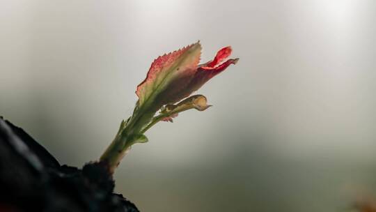 春天嫩芽生长延时