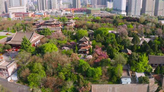 西安青龙寺樱花视频素材模板下载