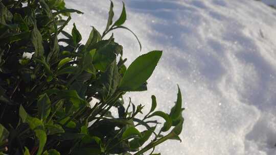 绿茶地上的雪