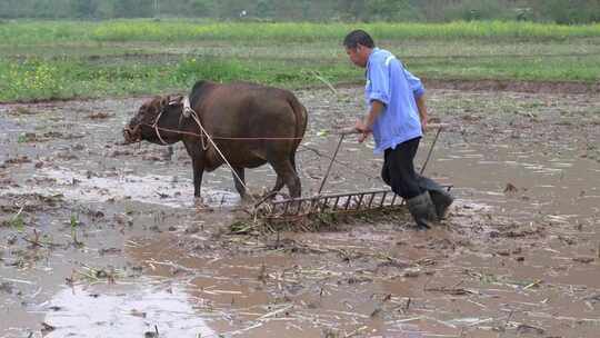 农民牵牛耕地的春耕景象