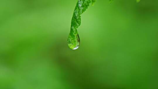 绿植水滴滴水水珠滴落视频素材模板下载