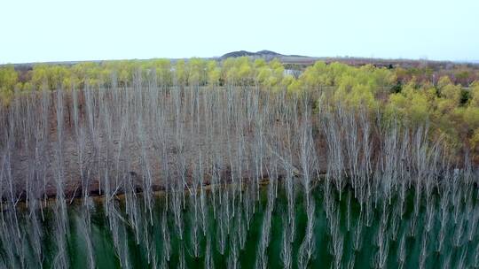 4K航拍深秋湖水中排列整齐的白桦树树林