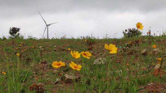 高山野花自然风光新能源风车发电