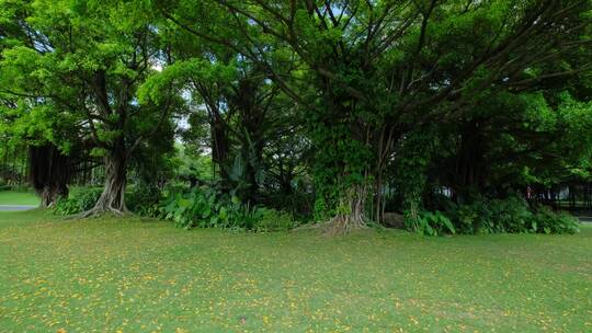 夏天蓝天白云阳光草坪草地绿地树林森林公园