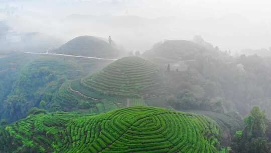 四川雅安大地指纹茶山茶园日出晨雾航拍