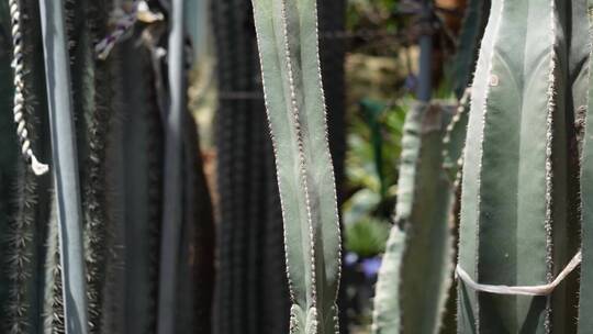 仙人掌仙人球沙漠植物