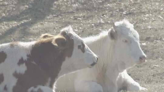 内蒙古大草原河边休憩的牛群