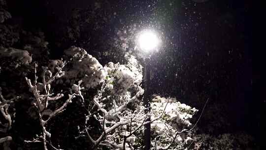 冬天雪天夜晚路灯下大雪纷飞雪花飘舞