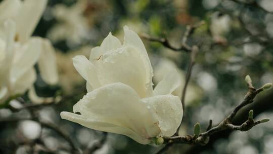 【4K】雪中玉兰花，玉兰花雪中绽放