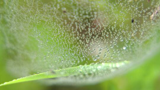 沾满水珠的蜘蛛网