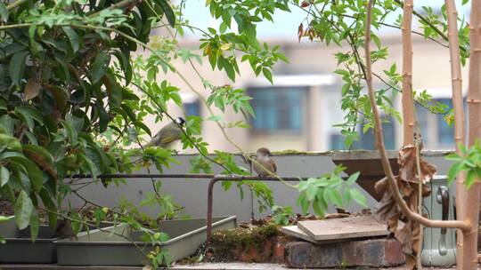 秋天屋顶阳台上觅食的麻雀群视频素材