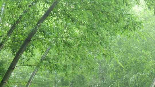 竹林竹叶禅意下雨天唯美空镜