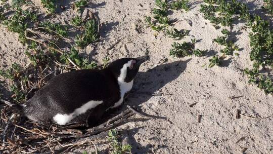 非洲企鹅在企鹅殖民地的海滩上筑巢