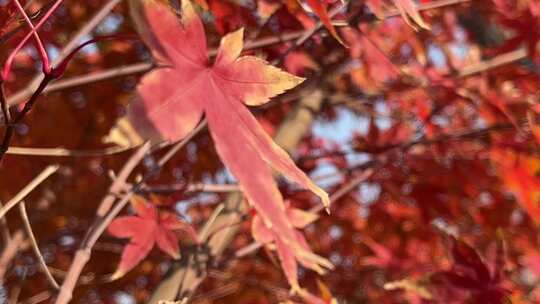 秋天红色的枫叶视频素材模板下载