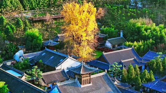 西安古观音禅寺千年银杏树
