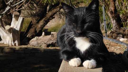 一只美丽的黑猫坐在栅栏上