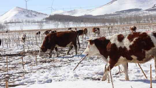 冬天雪地里的牛