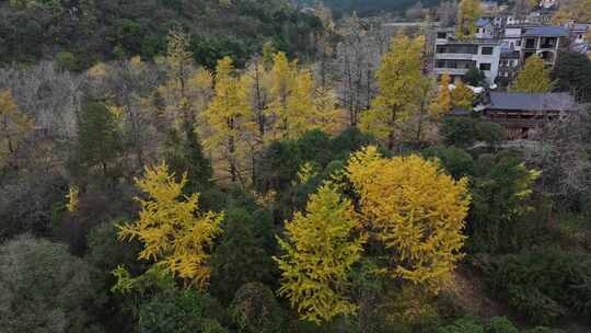 中国广西桂林市灵川县小平乐村画眉弄银杏