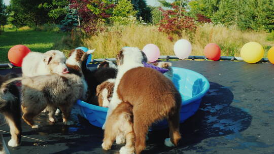 一群小狗在蹦床上玩耍