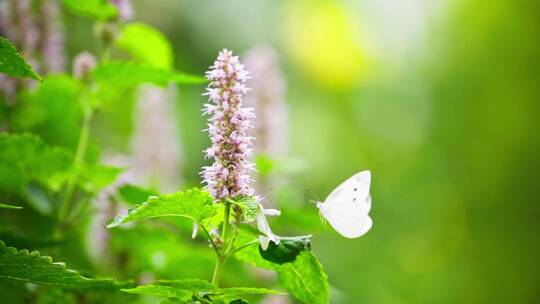 两只白蝴蝶在藿香花上飞舞求偶交配慢镜头