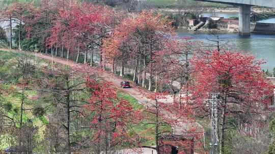 中国广东省佛山市顺德区北水堤围路木棉花