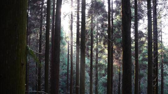 树木 森林 树木阳光