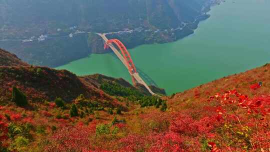 三峡红叶