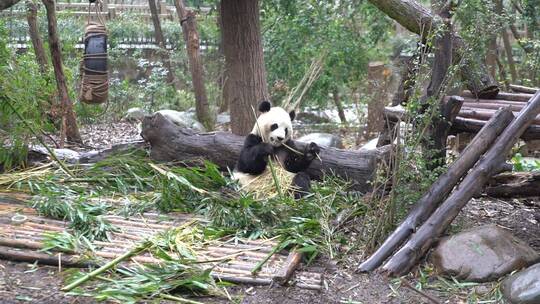 国宝大熊猫动物萌宠四川成都视频素材模板下载