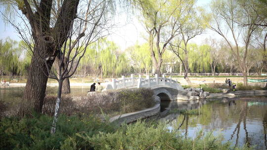 北京玉渊潭公园里春天翠绿的柳树
