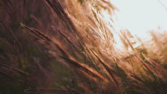 夕阳下的芦苇唯美风景空镜视频素材模板下载