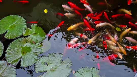 莲花池游动的一群观赏鱼视频