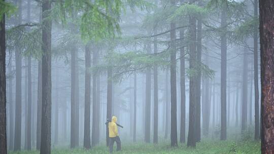 草原夏季雨天迷雾森林场景