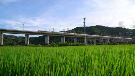 田野上高架桥高铁驶过风景