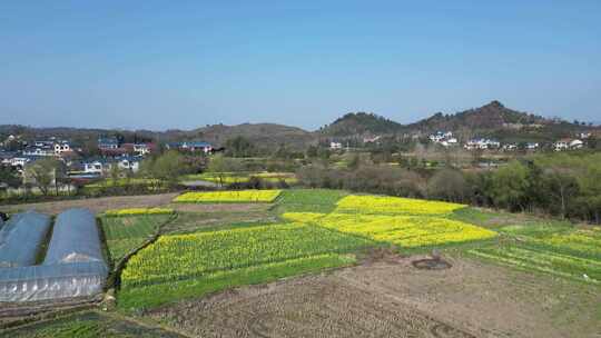 航拍乡村田野油菜花田