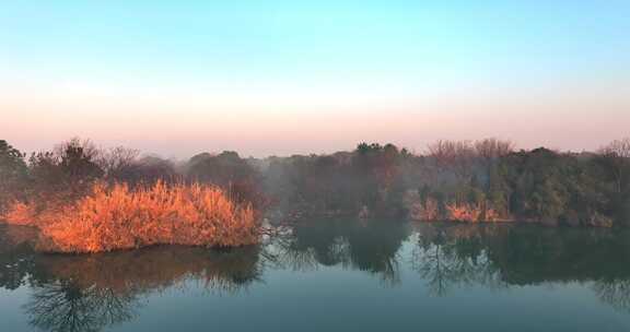 杭州西溪湿地莲滩鹭影苍鹭