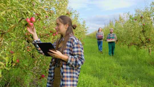 年轻的女农民检查苹果树，因为它们在平板电