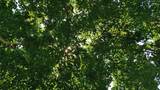 夏日茂密树枝树叶植物实拍高清在线视频素材下载