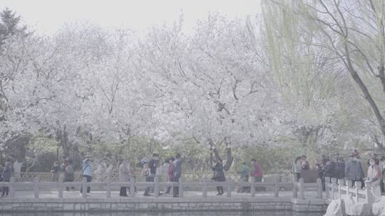 济南五龙潭 百花公园 春日素材