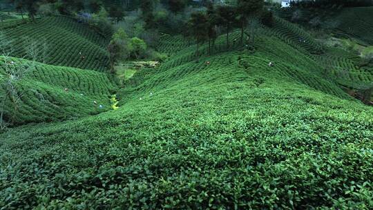 美丽茶园茶山茶文化航拍