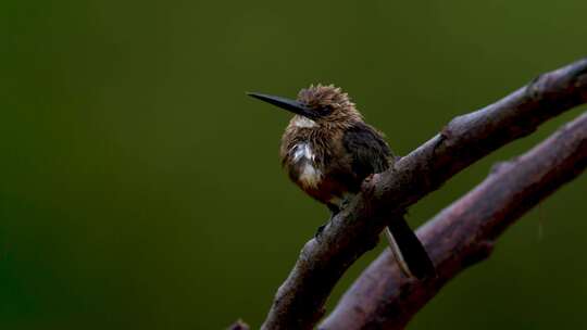 鸟，棕色Jacamar，鲈鱼，Casan