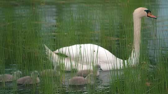 郑州北龙湖疣鼻天鹅与出生不久的小天鹅