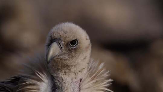 实拍青海野生动物秃鹫鸟
