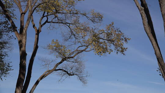 白杨树枝和蓝天景观