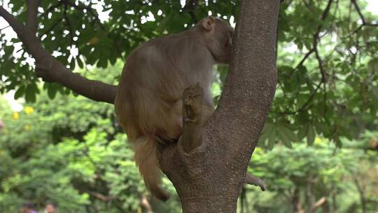 拍摄树上的猴子