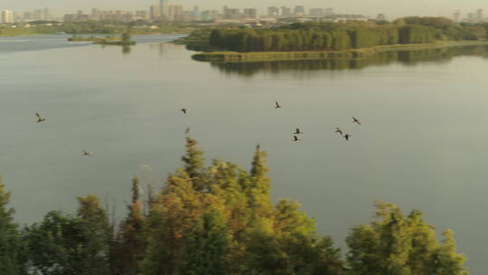 航拍武汉东湖磨山傍晚飞鸟湖水